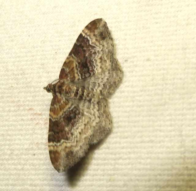 Xanthorhoe spadicearia - sávos tarkaaraszoló