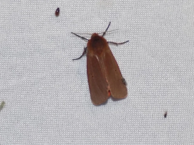 Phragmatobia fuliginosa - füstös medvelepke