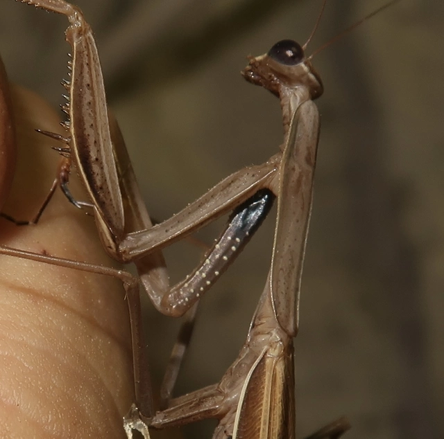 Mantis religiosa - imádkozósáska