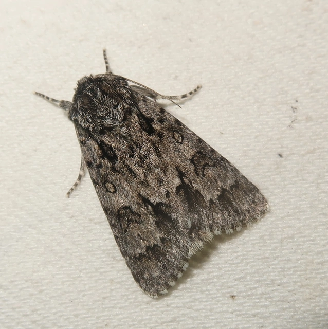 Acronicta auricoma - aranyos szigonyosbagoly