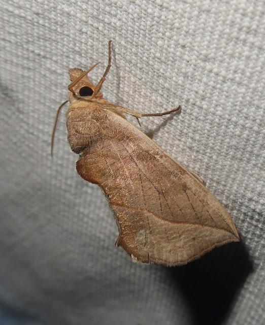 Calyptra thalictri - öblösszárnyú bagoly