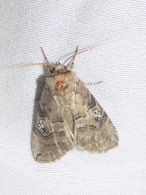 pápaszemes pihésszövő - Tethea ocularis