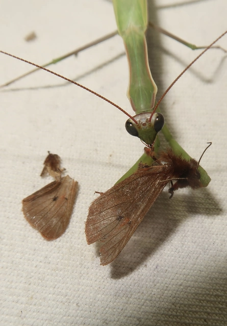 Mantis religiosa - imádkozósáska