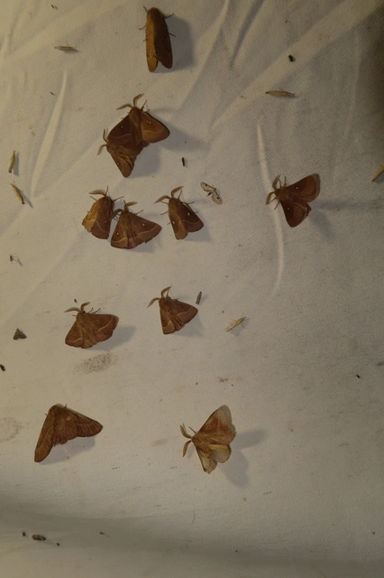 Lasiocampa trifolii - lóhereszövő