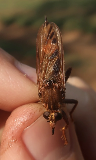Asilus crabroniformis