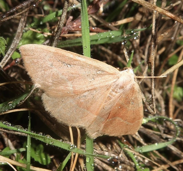 Hylaea fasciaria - erdeifenyő-sávosaraszoló