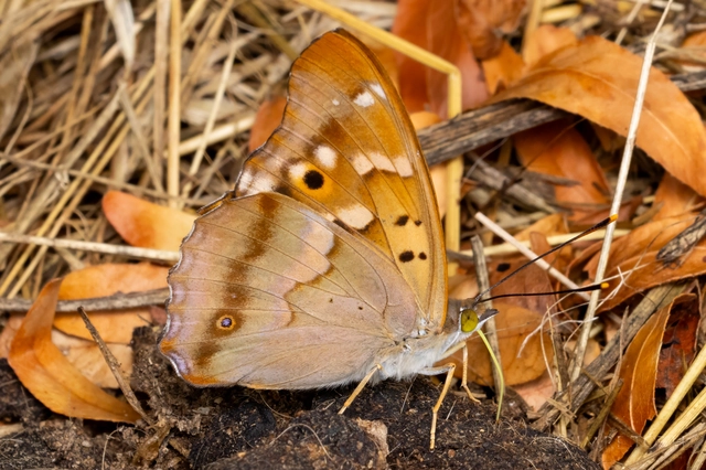 Apatura ilia - kis színjátszólepke