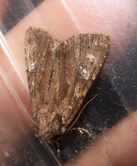 Apamea aquila - lápi dudvabagoly
