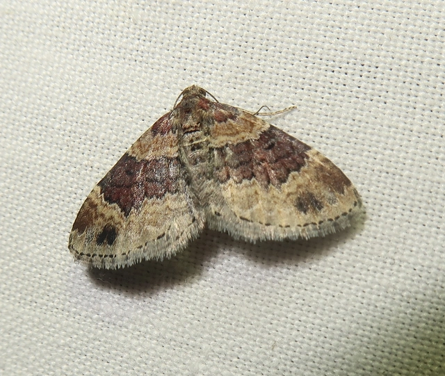 Xanthorhoe spadicearia - sávos tarkaaraszoló