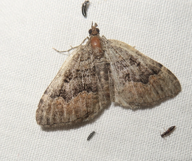 Xanthorhoe quadrifasiata - négysávos tarkaaraszoló