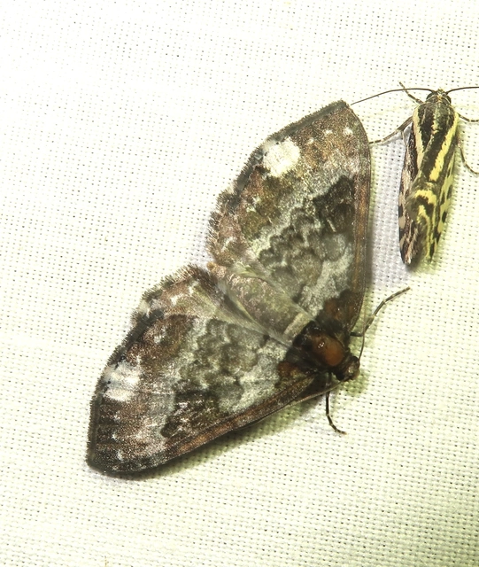 Melanthia procellata - hullámos tarkaaraszoló