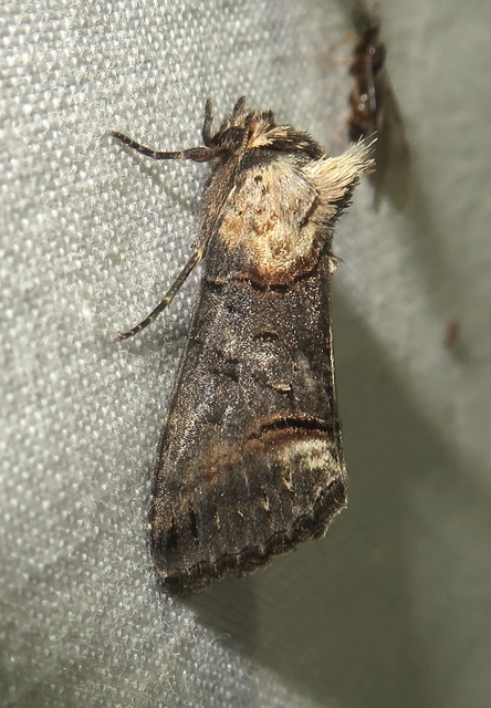Abrostola agnorista - sziklalakó csalánbagoly