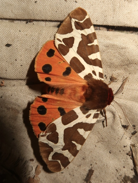 Arctia caja - közönséges medvelepke