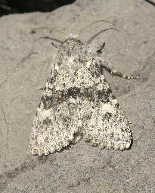 Polymixis rufocincta isolata - magyar tarkabagoly