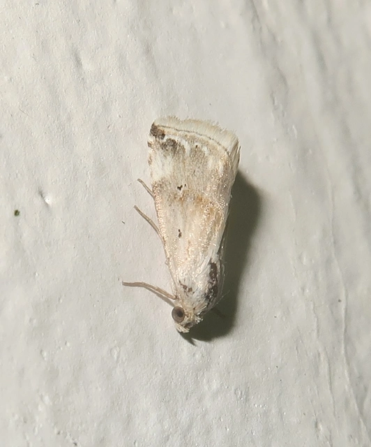 Eublemma ostrina - hosszúszárnyú törpebagoly