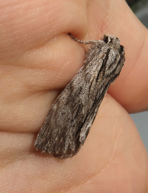 Asteroscopus sphinx - csillagnéző bundásbagoly
