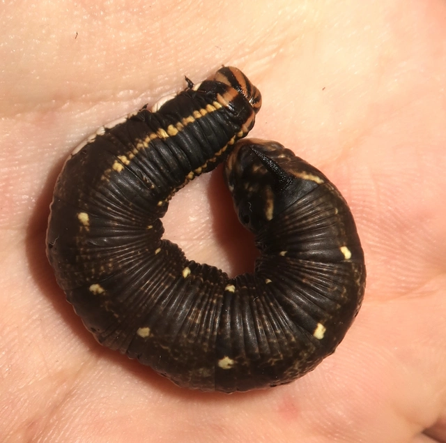 Agrius convolvuli - szulákszender