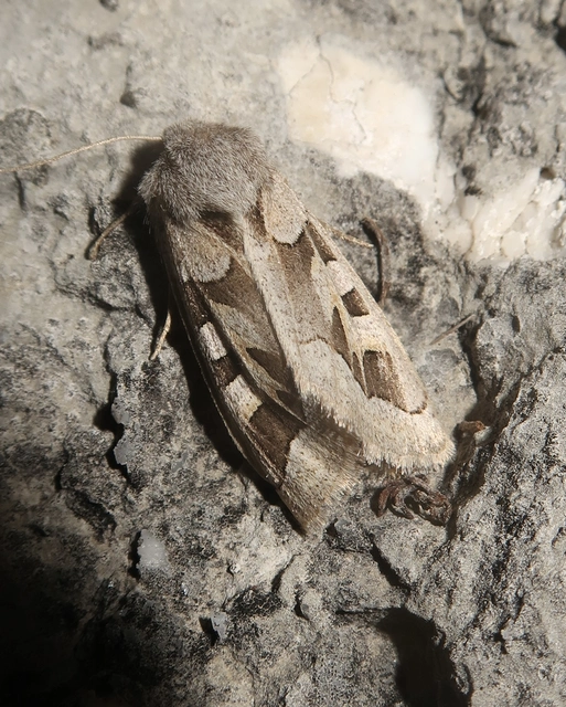 Episema glaucina - fogasjegyű liliombagoly