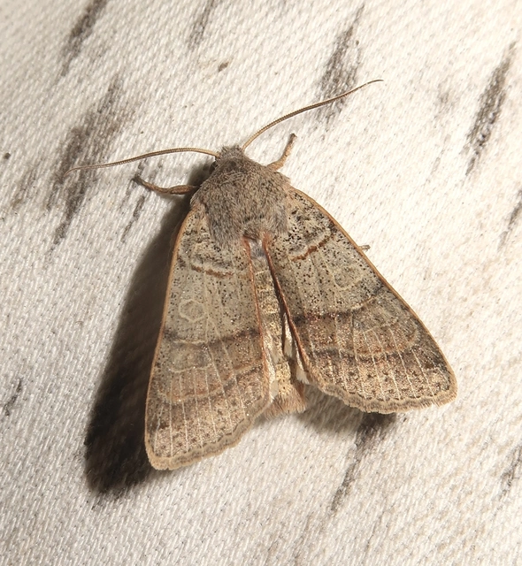 Anchoscelis humilis - olajbarna őszibagoly