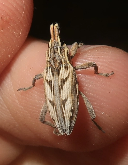 Coniocleonus nigrosuturatus - nyíljegyes barkó