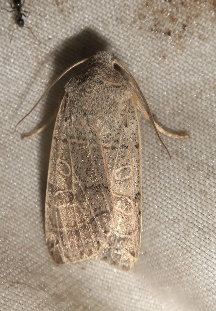 Anchoscelis humilis - olajbarna őszibagoly
