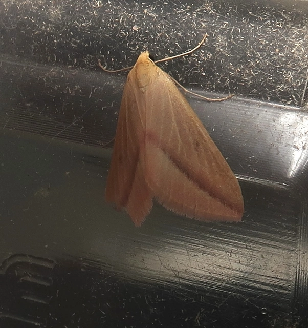 Rhodometra sacraria - rózsacsíkos araszoló