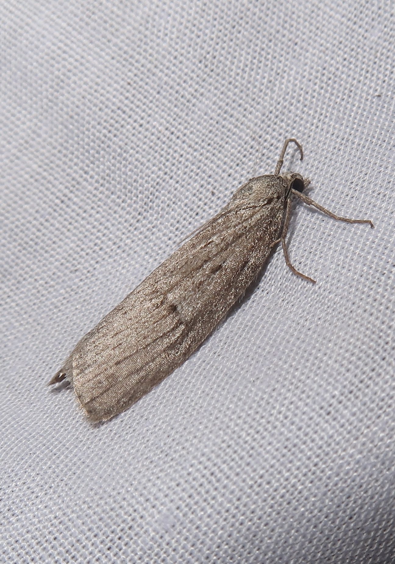 Pachycnemia hippocastanaria - szürke csarabaraszoló