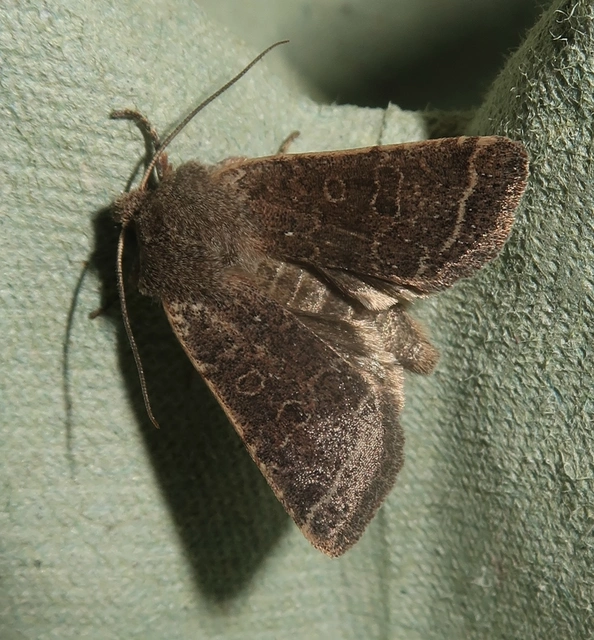 Spudaea ruticilla - tölgyfa-tavaszibagoly