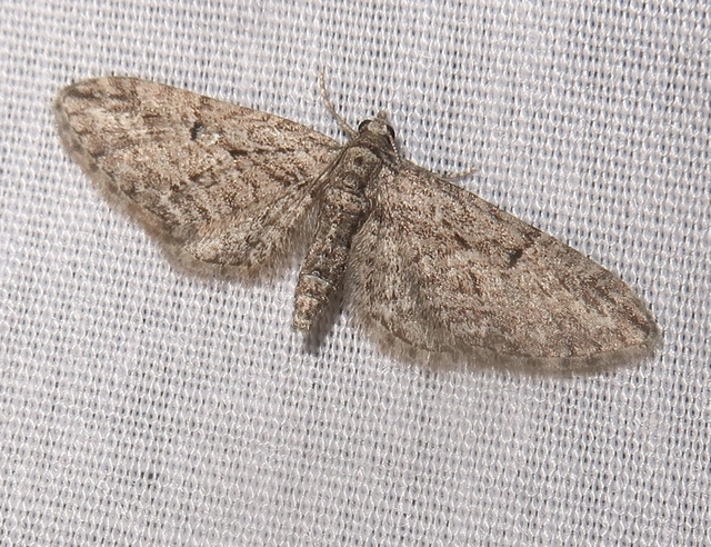 Eupithecia dodoneata - tölgy-törpearaszoló