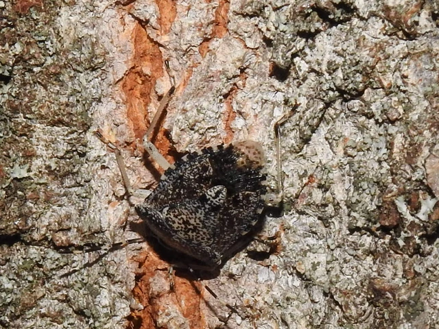 Rhaphigaster nebulosa - bencepoloska