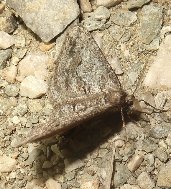Agriopis bajaria - kökény-téliaraszoló
