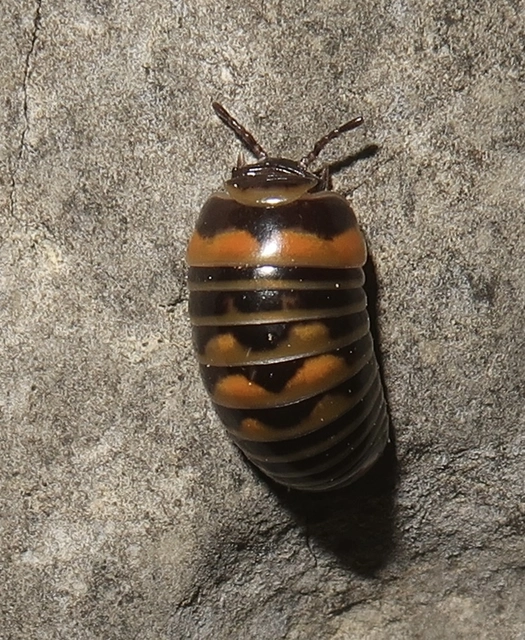 Glomeridae