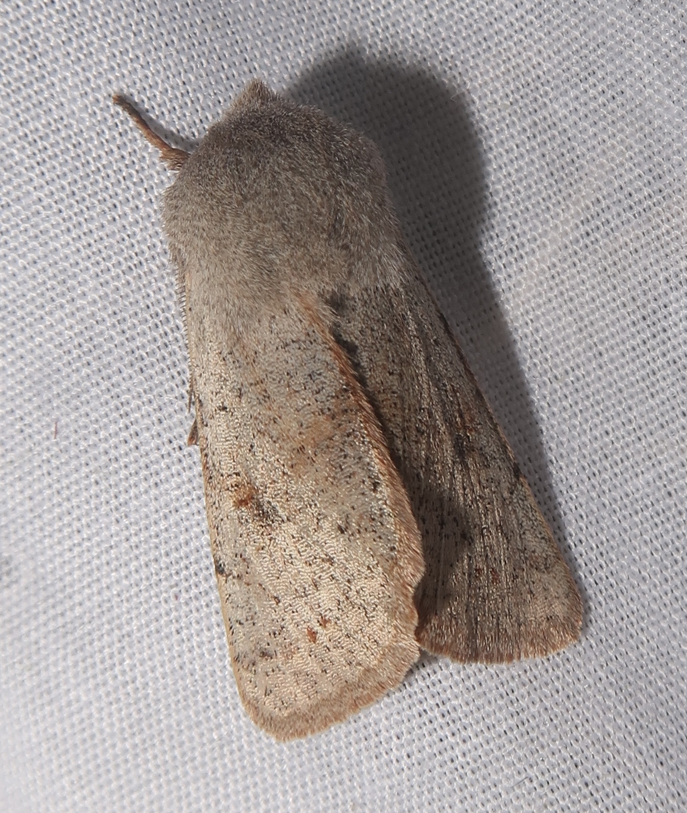 Perigrapha rorida