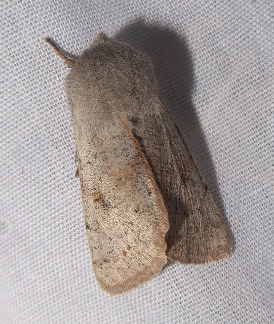 Perigrapha rorida