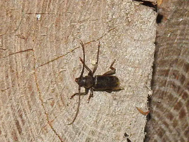 Trichoferus campestris - szállóvendég éjicincér