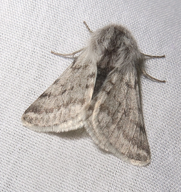 Lycia graecarius