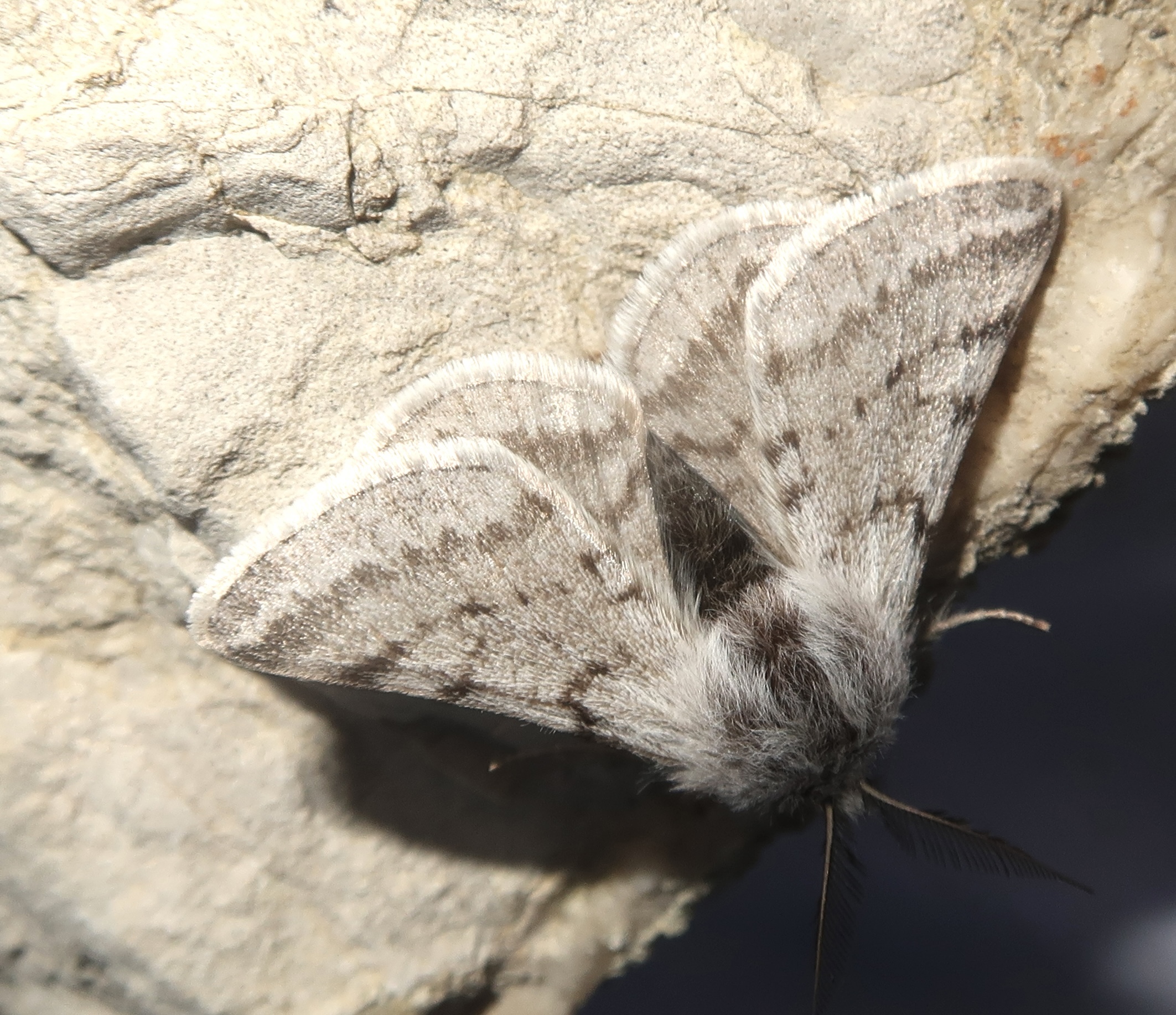 Lycia graecarius