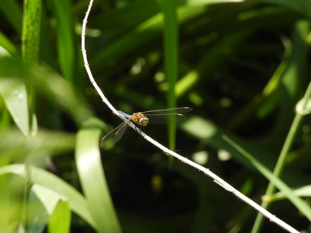 Orthetrum coerulescens - karcsú pásztorszitakötő