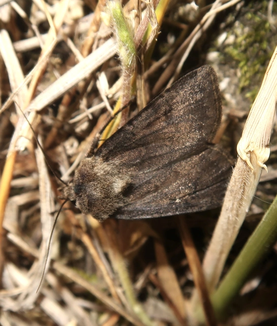 Agrotis cinerea - szürkés földibagoly