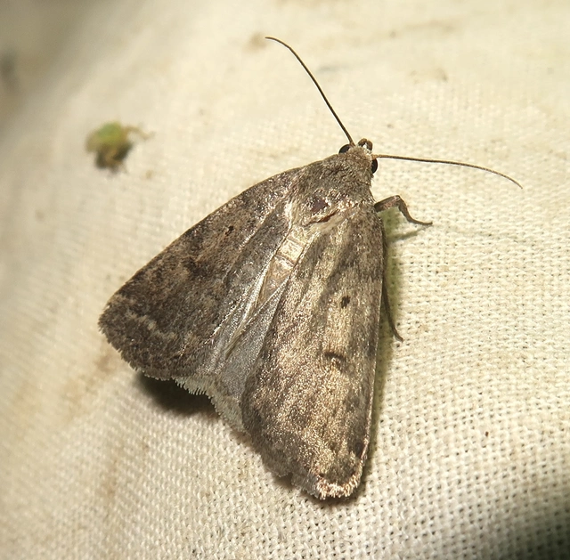 Athetis gluteosa - nyugtalan lápibagoly