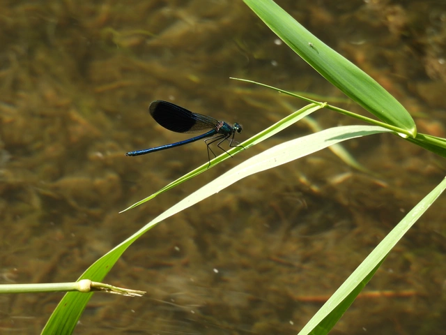 Calopteryx splendens - sávos szitakötő