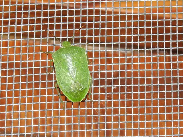 Nezara viridula - zöld vándorpoloska