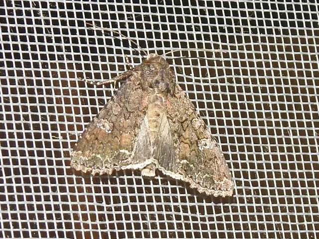 káposztabagoly - Mamestra brassicae