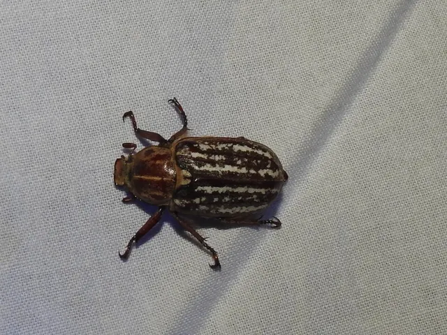 Anoxia orientalis - keleti cserebogár