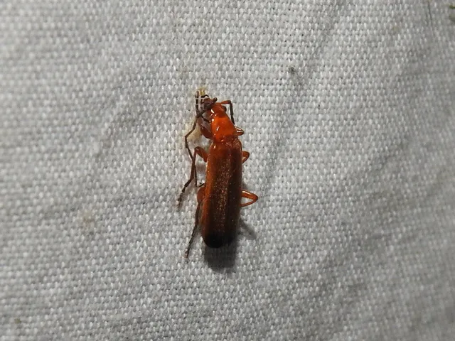 Rhagonycha fulva - feketevégű lágybogár
