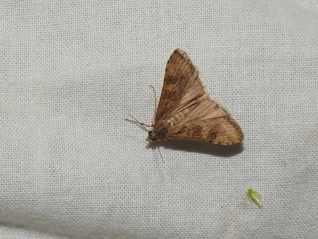 Nomophila noctuella - közönséges vándormoly