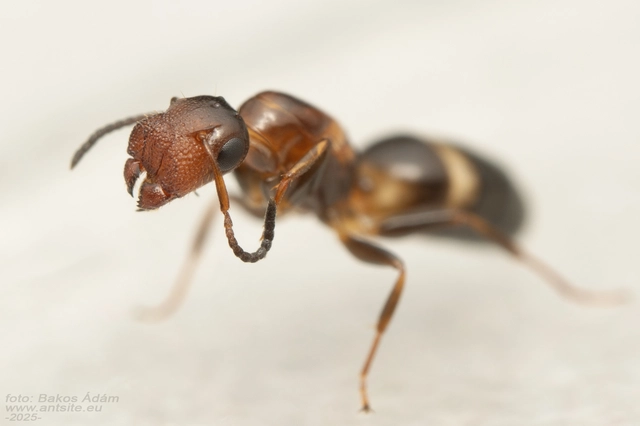 Colobopsis truncata - kapushangya