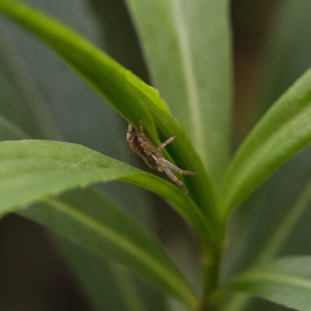 Philodromus
