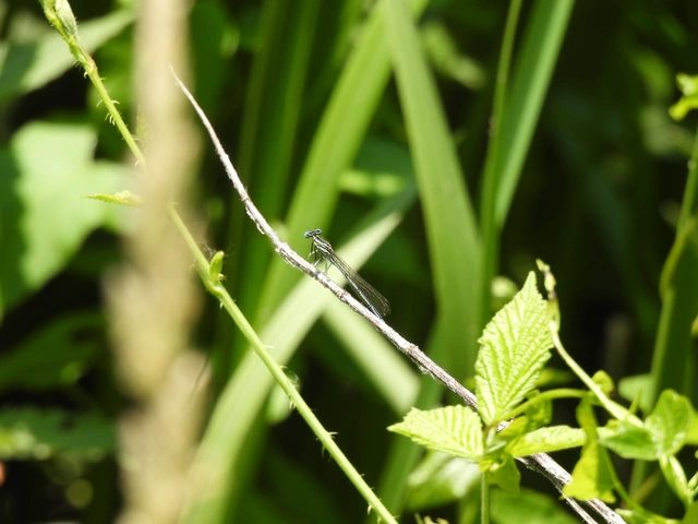 Platycnemis pennipes - széleslábú szitakötő