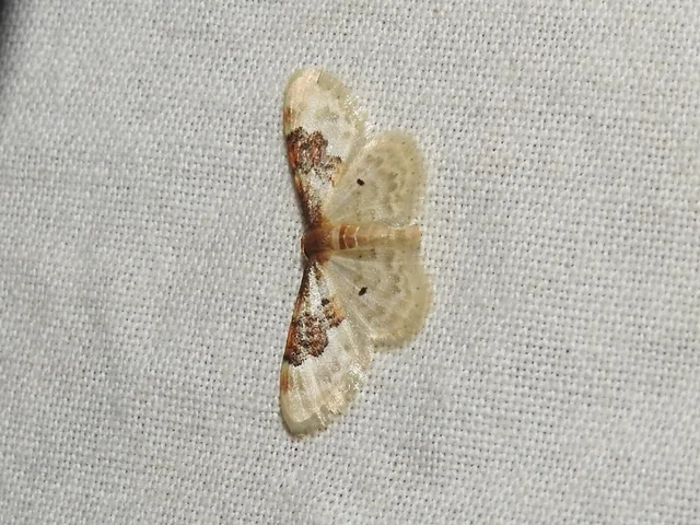 Idaea rusticata - tarka apróaraszoló